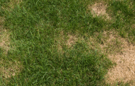 brown patches in lawn