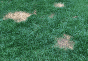 dog urine spots on grass