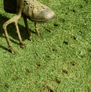 how to aerate a lawn