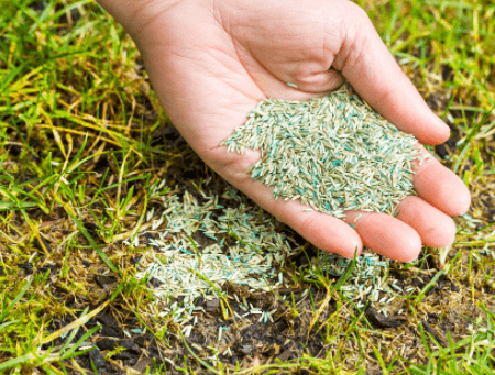 how to overseed a lawn
