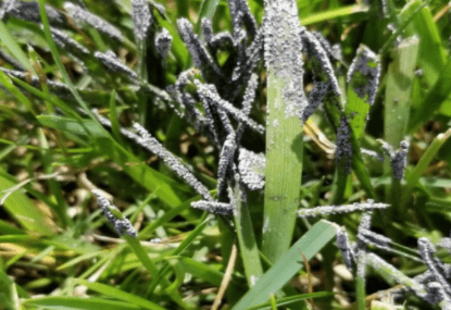 slime mold on grass