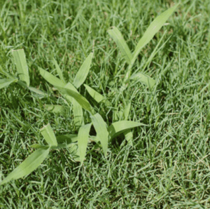 Bermuda grass weed
