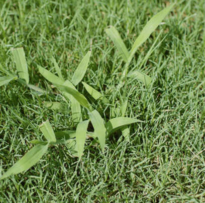 how to get rid of winter weeds in bermudagrass