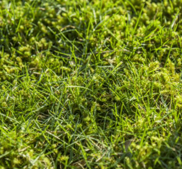 moss on the lawn