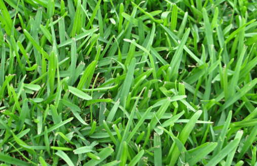 St. Augustine Grass