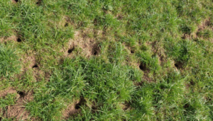 small holes in lawn