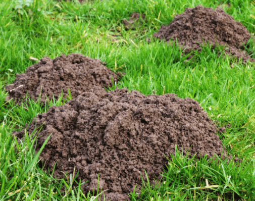 How to Get Rid of Moles in Yard Fast | LawnsBesty