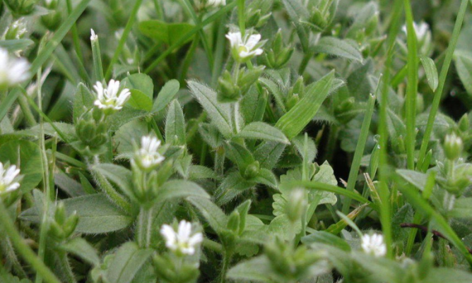 chickweed control