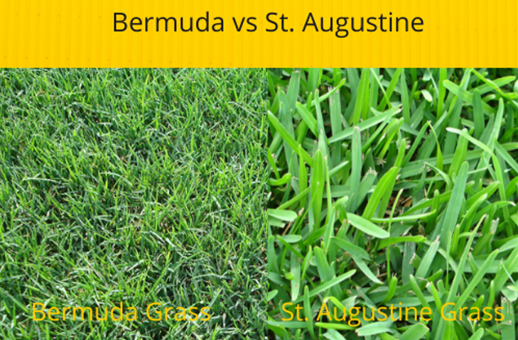 Bermuda vs St. Augustine