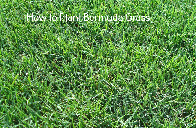 How to plant Bermuda grass