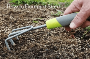 How to dormant seed