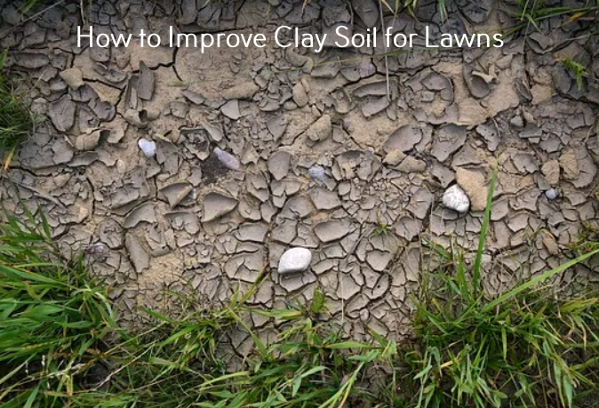 clay soil lawn