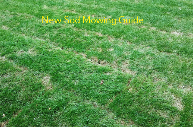 When to mow new sod