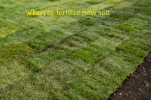 Fertilizing new sod
