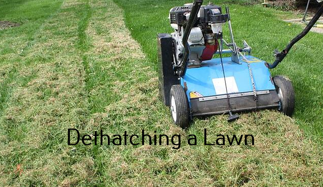 Dethatching a lawn