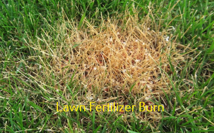 Lawn fertilizer burn