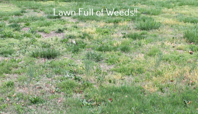 Lawn full of weeds