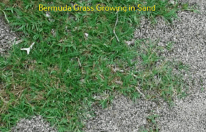 Grow Bermuda in Sand