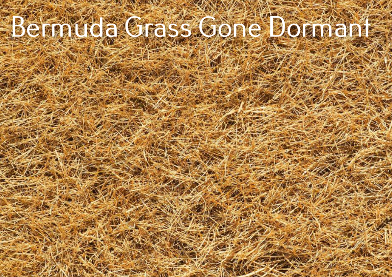 Dormant Bermuda Grass