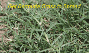 Get Bermuda to Spread
