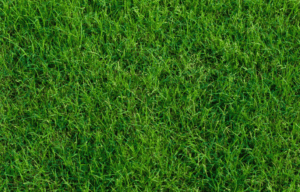 Green Bermuda Grass
