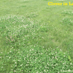 Clover in lawn