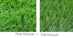 Fine-vs-Tall-Fescue