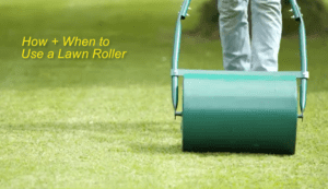 When to use a lawn roller