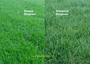 annual vs perennial Ryegrass