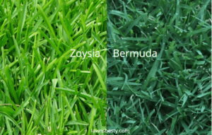 Zoysia vs Bermuda