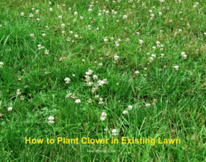 Clover in existing lawn