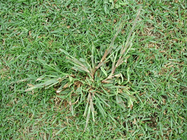 Crabgrass identification