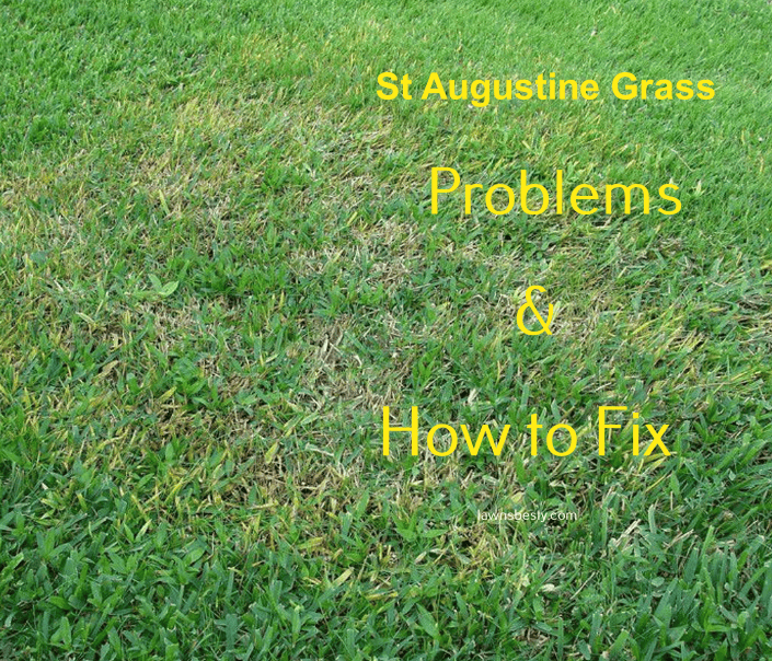 St Augustine Grass Issues